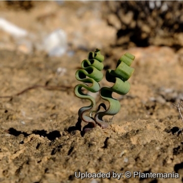 Trachyandra tortilis