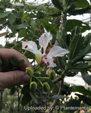 Delonix pumila