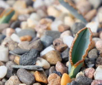 Albuca dilucula