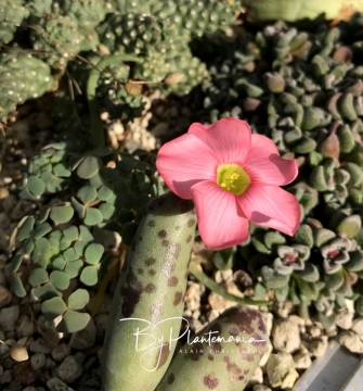 Oxalis convexula