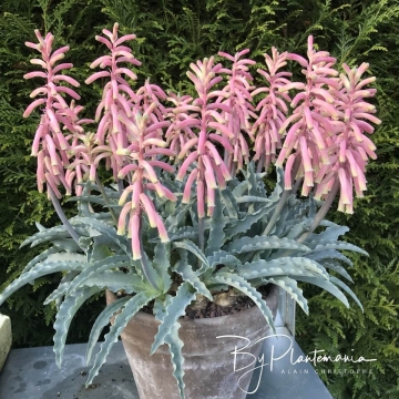 Veltheimia capensis