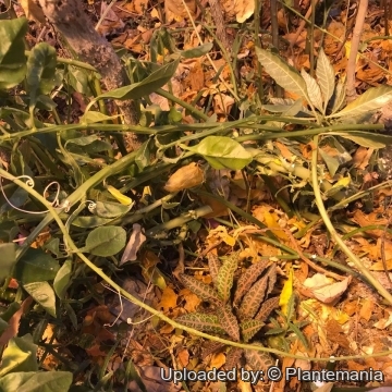 Euphorbia francoisii