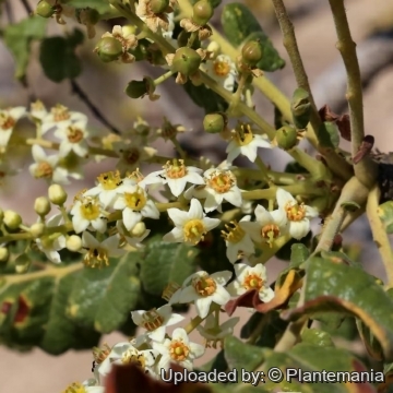 Boswellia sacra