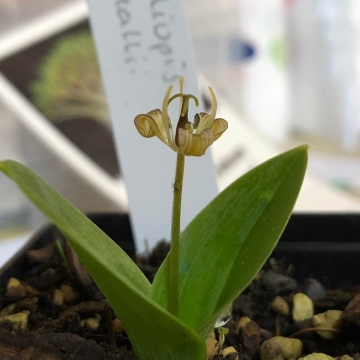 Scoliopus hallii