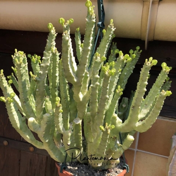 Caralluma quadrangula