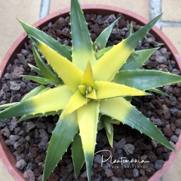 Dyckia brevifolia cv. Yellow Glow
