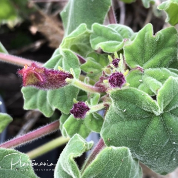 Uncarina grandidieri