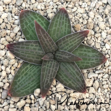 Bulbine haworthioides