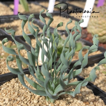 Albuca concordiana