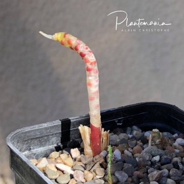 Gethyllis villosa