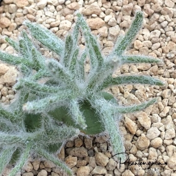 Eriospermum dregei