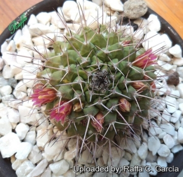 Mammillaria carnea