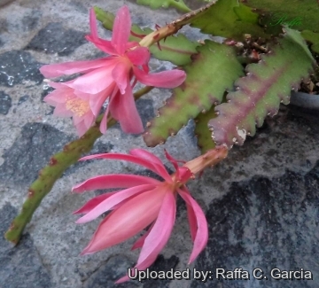 Disocactus phyllanthoides