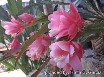 Disocactus phyllanthoides