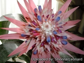 Aechmea fasciata