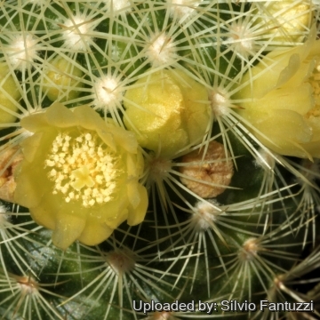 Mammillaria mieheana