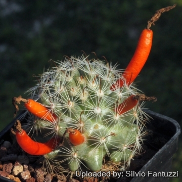Mammillaria boolii