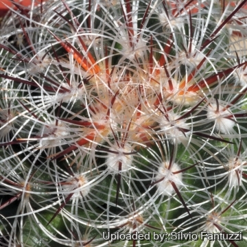 Mammillaria deherdtiana var. dodsonii