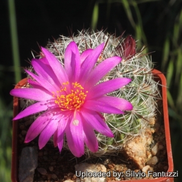 Mammillaria deherdtiana var. dodsonii