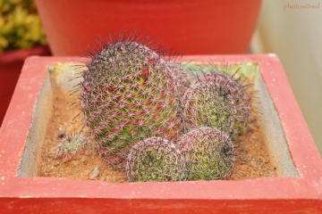 Mammillaria balsasoides