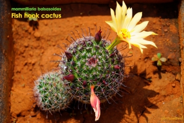 Mammillaria balsasoides