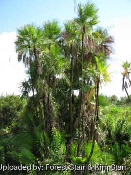 Acoelorrhaphe wrightii