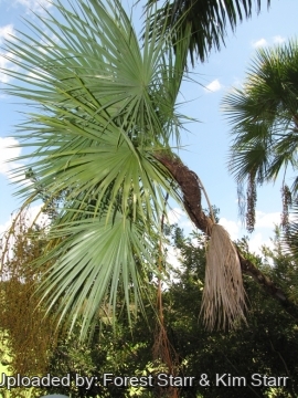 Acoelorrhaphe wrightii