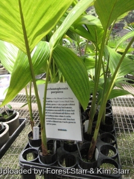 Archontophoenix purpurea