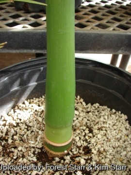 Areca catechu
