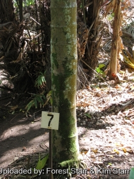 Areca catechu