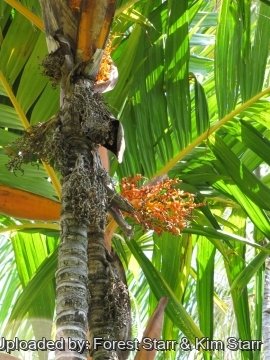 Areca vestiaria
