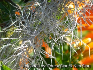 Tillandsia usneoides