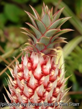 Ananas ananassoides