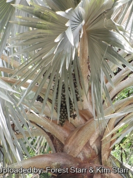 Bismarckia nobilis