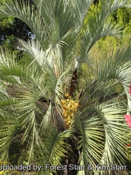 Butia capitata