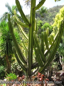 Cereus hexagonus
