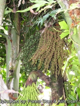 Caryota mitis