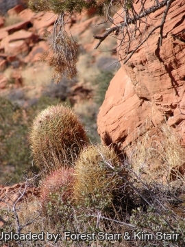 Ferocactus cylindraceus
