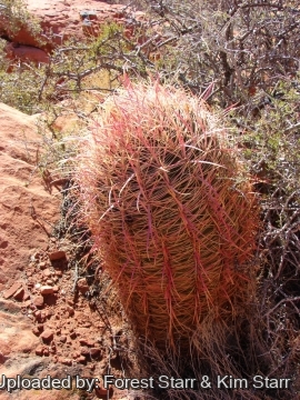 Ferocactus cylindraceus