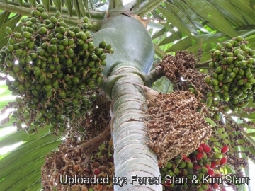 Chambeyronia macrocarpa