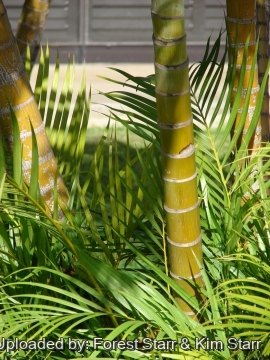Dypsis lutescens