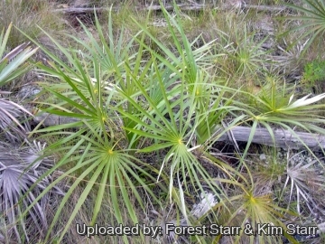 Coccothrinax argentea