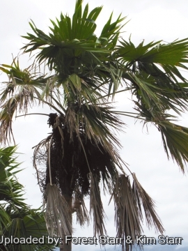 Coccothrinax barbadensis