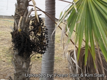 Coccothrinax barbadensis