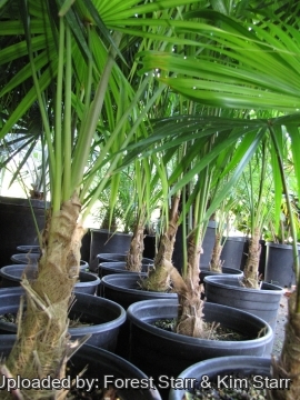 Coccothrinax barbadensis