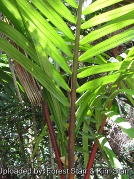 Cyrtostachys renda