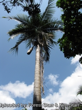Dictyosperma album var. rubrum