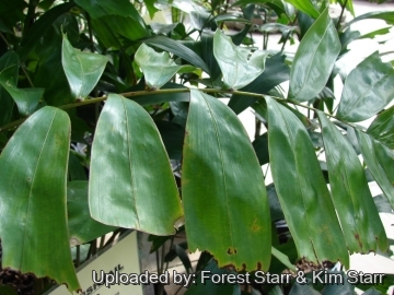 Drymophloeus beguinii