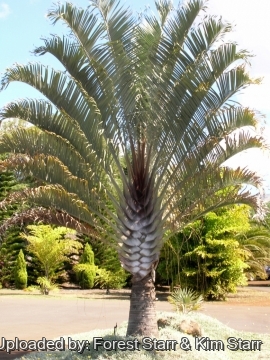 Dypsis decaryi