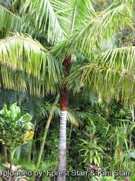 Dypsis leptocheilos